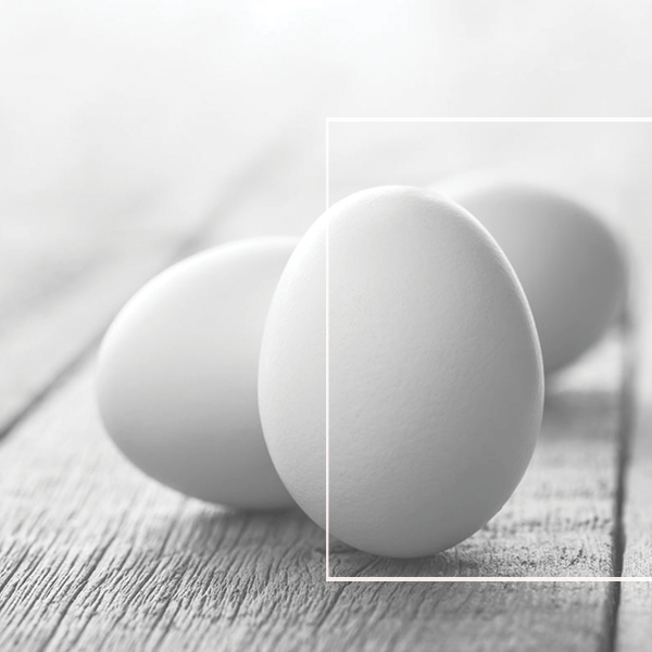 Eclosión plata - Paula Guzmán 